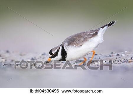Ringed plover (Charadrius hiaticula), Habitat mudflat, Foraging, North Holland, The Netherlands, Europe View Large Photo Image Stock Photograph - Ringed plover (Charadrius hiaticula), Habitat mudflat, Foraging, North Holland, The Netherlands, Europe. Fotosearch