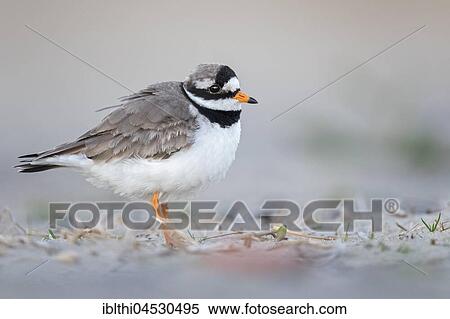 Ringed plover (Charadrius hiaticula), habitat mudflat, North Holland, Netherlands View Large Photo Image Stock Photography - Ringed plover (Charadrius hiaticula), habitat mudflat, North Holland, Netherlands. Fotosearch