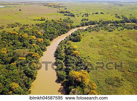 River flows through Pantanal, Mato Grosso, Brazil, South America View Large Photo Image Stock Photography - River flows through Pantanal, Mato Grosso, Brazil, South America. Fotosearch