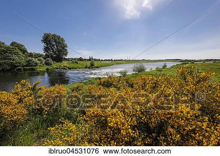 River Lippe, recultivated wetland area near the mouth with the river Rhine, Wesel, Lower Rhine, North Rhine-Westphalia, Germany, Europe View Large Photo Image Stock Photograph - River Lippe, recultivated wetland area near the mouth with the river Rhine, Wesel, Lower Rhine, North Rhine-Westphalia, Germany, Europe. Fotosearch