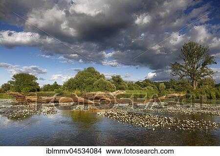 Picture - River water-crowfoot (Ranunculus fluitans), river basin near Dessau, biosphere reserve Middle Elbe, Saxony-Anhalt, Germany, Europe. Fotosearch