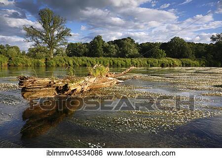 River water-crowfoot (Ranunculus fluitans), river basin near Dessau, biosphere reserve Middle Elbe, Saxony-Anhalt, Germany, Europe View Large Photo Image Stock Photograph - River water-crowfoot (Ranunculus fluitans), river basin near Dessau, biosphere reserve Middle Elbe, Saxony-Anhalt, Germany, Europe. Fotosearch