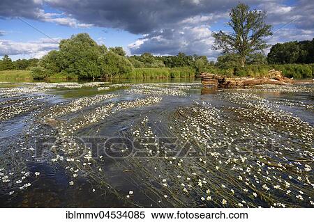 River water-crowfoot (Ranunculus fluitans), river basin near Dessau, biosphere reserve Middle Elbe, Saxony-Anhalt, Germany, Europe View Large Photo Image Stock Photography - River water-crowfoot (Ranunculus fluitans), river basin near Dessau, biosphere reserve Middle Elbe, Saxony-Anhalt, Germany, Europe. Fotosearch