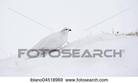 Stock Photo - Rock Ptarmigan (Lagopus muta) in the snow, Tyrol, Austria, Europe. Fotosearch