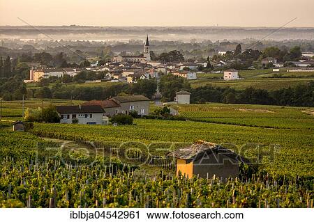 Stock Image - Romanèche-Thorins village, Beaujolais vineyard, Saône-et-Loire, Region Bourgogne-Franche-Comté, France, Europe. Fotosearch
