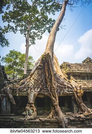 Roots of a Silk-cotton tree (Ceiba pentandra) overgrown temple ruins, Preah Khan Temple, Angkor Archaeological Park, province of Siem Reap, Cambodia, Asia View Large Photo Image Stock Image - Roots of a Silk-cotton tree (Ceiba pentandra) overgrown temple ruins, Preah Khan Temple, Angkor Archaeological Park, province of Siem Reap, Cambodia, Asia. Fotosearch