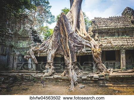 Roots of a Silk-cotton tree (Ceiba pentandra) overgrown temple ruins, Preah Khan Temple, Angkor Archaeological Park, province of Siem Reap, Cambodia, Asia View Large Photo Image Stock Image - Roots of a Silk-cotton tree (Ceiba pentandra) overgrown temple ruins, Preah Khan Temple, Angkor Archaeological Park, province of Siem Reap, Cambodia, Asia. Fotosearch