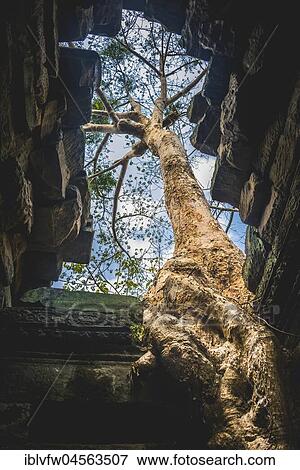 Roots, Silk-cotton tree (Ceiba pentandra) grows in temple ruins, Preah Khan Temple, Angkor Archaeological Park, Siem Reap Province, Cambodia, Asia View Large Photo Image Stock Photo - Roots, Silk-cotton tree (Ceiba pentandra) grows in temple ruins, Preah Khan Temple, Angkor Archaeological Park, Siem Reap Province, Cambodia, Asia. Fotosearch