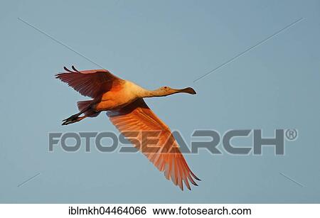 Stock Photograph - Roseate spoonbill (Ajaia ajaja) in flight, Pantanal, Mato Grosso, Brazil, South America. Fotosearch