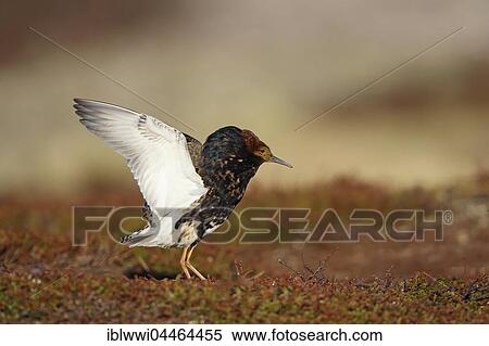 Ruff (Philomachus pugnax) displaying, Varanger Peninsula, Norway, Europe View Large Photo Image Stock Photography - Ruff (Philomachus pugnax) displaying, Varanger Peninsula, Norway, Europe. Fotosearch