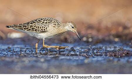 Ruff (Philomachus pugnax), foraging in the mudflat, North Sea coast, Schleswig-Holstein Wadden Sea, Schleswig-Holstein, Germany, Europe View Large Photo Image Stock Image - Ruff (Philomachus pugnax), foraging in the mudflat, North Sea coast, Schleswig-Holstein Wadden Sea, Schleswig-Holstein, Germany, Europe. Fotosearch