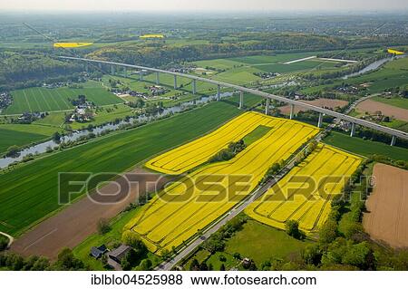 Ruhrtal Bridge, Mintarder bridge over the Ruhr, motorway A52, yellow rape field, Ruhr valley, Mülheim an der Ruhr, Ruhr area, North Rhine-Westphalia, Germany, Europe View Large Photo Image Stock Photo - Ruhrtal Bridge, Mintarder bridge over the Ruhr, motorway A52, yellow rape field, Ruhr valley, Mülheim an der Ruhr, Ruhr area, North Rhine-Westphalia, Germany, Europe. Fotosearch