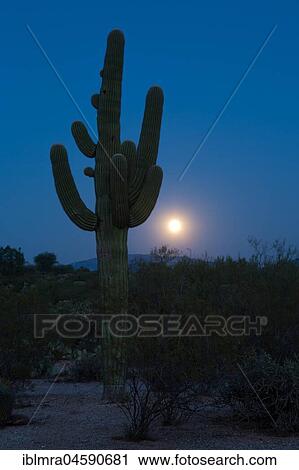 Saguaro (Carnegiea gigantea) with full moon, National Park, Sonora Desert, Tucson, Arizona, USA, North America View Large Photo Image Stock Image - Saguaro (Carnegiea gigantea) with full moon, National Park, Sonora Desert, Tucson, Arizona, USA, North America. Fotosearch