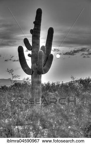 Saguaro (Carnegiea gigantea) with full moon, National Park, Sonora Desert, Tucson, Arizona, USA, North America View Large Photo Image Stock Photo - Saguaro (Carnegiea gigantea) with full moon, National Park, Sonora Desert, Tucson, Arizona, USA, North America. Fotosearch