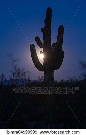 Saguaro (Carnegiea gigantea) with full moon, National Park, Sonora Desert, Tucson, Arizona, USA, North America View Large Photo Image Stock Photography - Saguaro (Carnegiea gigantea) with full moon, National Park, Sonora Desert, Tucson, Arizona, USA, North America. Fotosearch