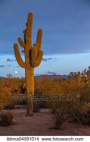 Saguaro in the evening light, National Park, Sonora Desert, Tucson, Arizona, USA, North America View Large Photo Image Picture - Saguaro in the evening light, National Park, Sonora Desert, Tucson, Arizona, USA, North America. Fotosearch