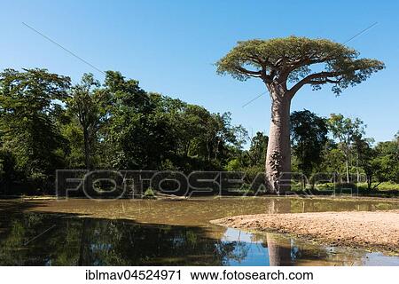 Stock Image - Saint Baobab (Adansonia grandidieri), Kirindy, Morondava, Madagascar, Africa. Fotosearch