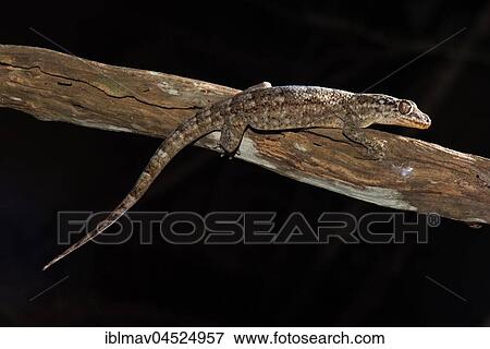 Sakalava Velvet Gecko (Blaesodactylus sakalava), Kirindy National Park, Madagascar, Africa View Large Photo Image Stock Photo - Sakalava Velvet Gecko (Blaesodactylus sakalava), Kirindy National Park, Madagascar, Africa. Fotosearch