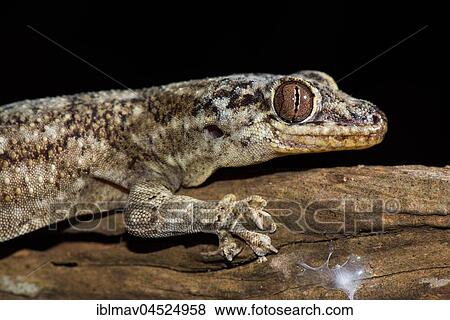 Sakalava Velvet Gecko (Blaesodactylus sakalava), Portrait, Kirindy National Park, Madagascar, Africa View Large Photo Image Stock Photo - Sakalava Velvet Gecko (Blaesodactylus sakalava), Portrait, Kirindy National Park, Madagascar, Africa. Fotosearch