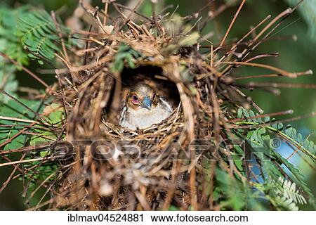 Stock Image - Sakalava Weaver (Ploceus sakalava) in the nest, Baobab Avenue, Madagascar, Africa. Fotosearch