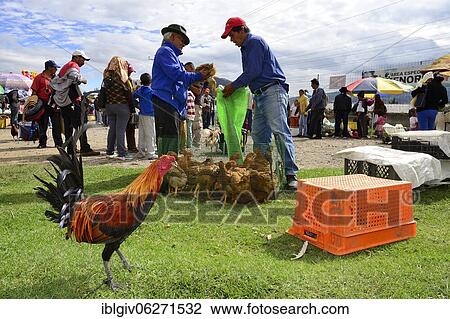 Stock Image - Sale of chickens, strutting rooster, at the weekly cattle market, Otavalo, Imbabura province, Ecuador, South America. Fotosearch