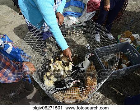 Stock Image - Sale of ducks, chickens and hamsters at the weekly cattle market, Otavalo, Imbabura province, Ecuador, South America. Fotosearch