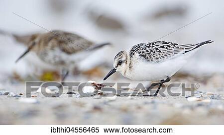 Sanderling (Calidris alba), for food search in the Wadden Sea, North Sea coast, Schleswig-Holstein Wadden Sea, Schleswig-Holstein, Germany, Europe View Large Photo Image Stock Photography - Sanderling (Calidris alba), for food search in the Wadden Sea, North Sea coast, Schleswig-Holstein Wadden Sea, Schleswig-Holstein, Germany, Europe. Fotosearch