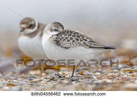 Sanderling (Calidris alba), resting, North Sea coast, Schleswig-Holstein Wadden Sea, Schleswig-Holstein, Germany, Europe View Large Photo Image Stock Image - Sanderling (Calidris alba), resting, North Sea coast, Schleswig-Holstein Wadden Sea, Schleswig-Holstein, Germany, Europe. Fotosearch