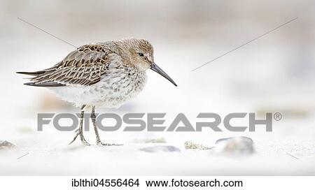 Sanderling (Calidris alpina), North Sea Coast, Schleswig-Holstein Wadden Sea, Schleswig-Holstein, Germany, Europe View Large Photo Image Picture - Sanderling (Calidris alpina), North Sea Coast, Schleswig-Holstein Wadden Sea, Schleswig-Holstein, Germany, Europe. Fotosearch