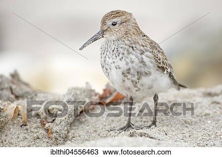 Sanderling (Calidris alpina), North Sea Coast, Schleswig-Holstein Wadden Sea, Schleswig-Holstein, Germany, Europe View Large Photo Image Stock Image - Sanderling (Calidris alpina), North Sea Coast, Schleswig-Holstein Wadden Sea, Schleswig-Holstein, Germany, Europe. Fotosearch