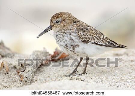 Sanderling (Calidris alpina), North Sea Coast, Schleswig-Holstein Wadden Sea, Schleswig-Holstein, Germany, Europe View Large Photo Image Stock Photo - Sanderling (Calidris alpina), North Sea Coast, Schleswig-Holstein Wadden Sea, Schleswig-Holstein, Germany, Europe. Fotosearch