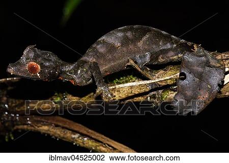 Satanic Leaf Tailed Gecko (Uroplatus phantasticus), male, Ranomafana National Park, Madagascar, Africa View Large Photo Image Stock Image - Satanic Leaf Tailed Gecko (Uroplatus phantasticus), male, Ranomafana National Park, Madagascar, Africa. Fotosearch