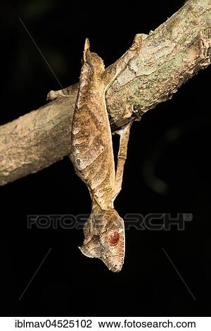 Satanic Leaf Tailed Gecko (Uroplatus phantasticus) hangs on branch, male, Andasibe National Park, Madagascar, Africa View Large Photo Image Stock Image - Satanic Leaf Tailed Gecko (Uroplatus phantasticus) hangs on branch, male, Andasibe National Park, Madagascar, Africa. Fotosearch