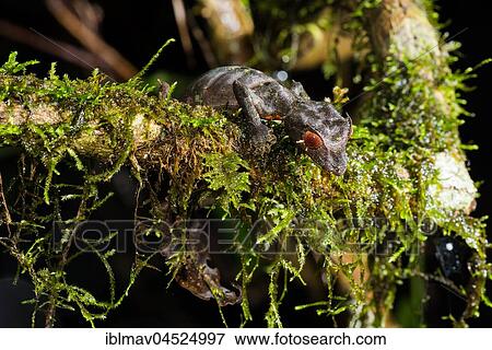 Satanic Leaf Tailed Gecko (Uroplatus phantasticus) on mossy branch, male, Ranomafana National Park, Madagascar, Africa View Large Photo Image Stock Photo - Satanic Leaf Tailed Gecko (Uroplatus phantasticus) on mossy branch, male, Ranomafana National Park, Madagascar, Africa. Fotosearch