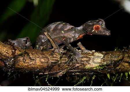 Satanic Leaf Tailed Gecko (Uroplatus phantasticus), male, Ranomafana National Park, Madagascar, Africa View Large Photo Image Stock Photo - Satanic Leaf Tailed Gecko (Uroplatus phantasticus), male, Ranomafana National Park, Madagascar, Africa. Fotosearch