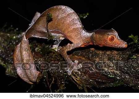 Stock Photograph - Satanic Leaf Tailed Gecko (Uroplatus phantasticus), female, Ranomafana National Park, Madagascar, Africa. Fotosearch