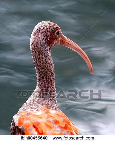 Scarlet ibis (Eudocimus ruber), Young bird, native in northern South America View Large Photo Image Stock Image - Scarlet ibis (Eudocimus ruber), Young bird, native in northern South America. Fotosearch