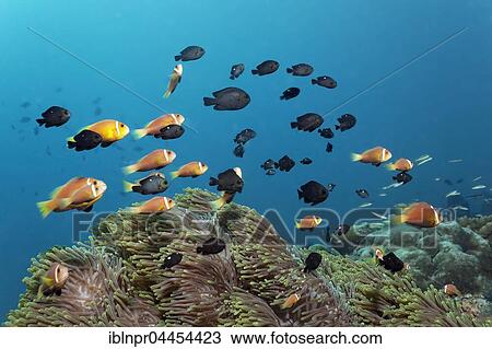 School of pink skunk clownfish (Amphiprion perideraion), with threespot dascyllus fish (Dascyllus trimaculatus), swimming over magnificent sea anemones (Heteractis magnifica), Lhaviyani Atoll, Maldives, Asia View Large Photo Image Stock Image - School of pink skunk clownfish (Amphiprion perideraion), with threespot dascyllus fish (Dascyllus trimaculatus), swimming over magnificent sea anemones (Heteractis magnifica), Lhaviyani Atoll, Maldives, Asia. Fotosearch