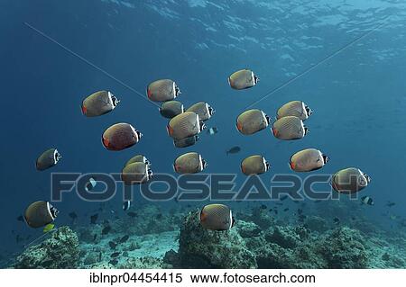 Stock Photography - School of red-tailed butterfly fish (Chaetodon collare), swimming over coral reef, Lhaviyani Atoll, Maldives, Asia. Fotosearch