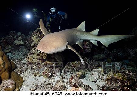 Scuba divers with Tawny nurse shark (Nebrius ferrugineus), over coral reef in the night, Indian Ocean, Maldives, Asia View Large Photo Image Stock Photo - Scuba divers with Tawny nurse shark (Nebrius ferrugineus), over coral reef in the night, Indian Ocean, Maldives, Asia. Fotosearch