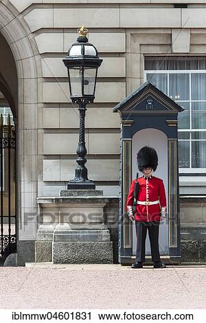 Security guard of the Royal Guard with bearskin cap, Buckingham Palace, London, England, Great Britain View Large Photo Image Stock Image - Security guard of the Royal Guard with bearskin cap, Buckingham Palace, London, England, Great Britain. Fotosearch