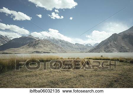 Sheaves of grain tied together and set up in a field, behind them the mountains of the Hindu Kush, Wakhan Corridor, Saradh-e-Broghil, Afghanistan, Asia View Large Photo Image Stock Photography - Sheaves of grain tied together and set up in a field, behind them the mountains of the Hindu Kush, Wakhan Corridor, Saradh-e-Broghil, Afghanistan, Asia. Fotosearch