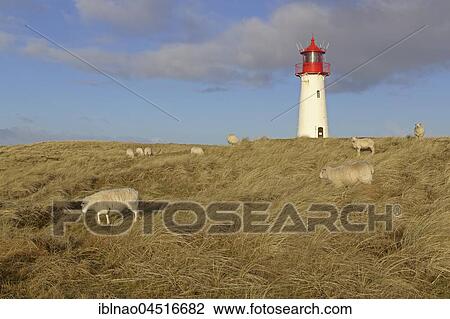 Sheep grazing in front of lighthouse List-West, Ellenbogen, Sylt, North Frisia, Schleswig-Holstein, Germany, Europe View Large Photo Image Stock Image - Sheep grazing in front of lighthouse List-West, Ellenbogen, Sylt, North Frisia, Schleswig-Holstein, Germany, Europe. Fotosearch