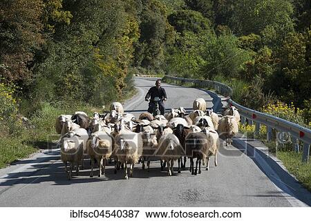 Sheep herd on curvy road, Achaia, Peloponnese, Greece, Europe View Large Photo Image Stock Photo - Sheep herd on curvy road, Achaia, Peloponnese, Greece, Europe. Fotosearch