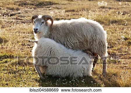 Sheep (Ovis), kitten drinking with dam, Northwest Iceland, Iceland, Europe View Large Photo Image Stock Photo - Sheep (Ovis), kitten drinking with dam, Northwest Iceland, Iceland, Europe. Fotosearch