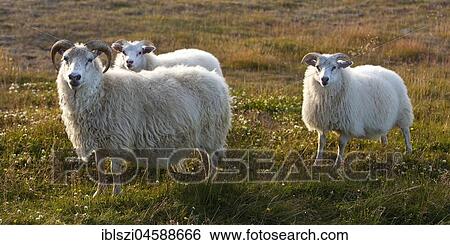 Sheep (Ovis), mother with two offspring, Northwest Iceland, Iceland, Europe View Large Photo Image Stock Photograph - Sheep (Ovis), mother with two offspring, Northwest Iceland, Iceland, Europe. Fotosearch