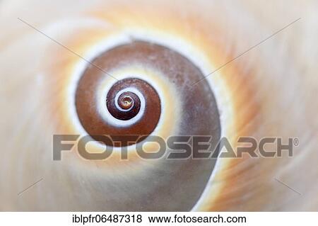 Stock Photo - Shell detail, Switzerland, Europe. Fotosearch