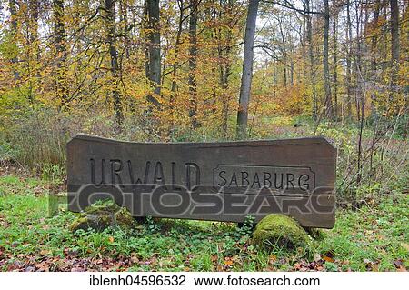 Shield Urwald Sababurg, autumn, Hesse, Germany, Europe View Large Photo Image Stock Image - Shield Urwald Sababurg, autumn, Hesse, Germany, Europe. Fotosearch