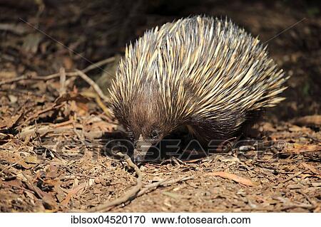 Short-beaked echidna (Tachyglossus aculeatus), adult, foraging, Mount Lofty, South Australia, Australia, Oceania View Large Photo Image Stock Image - Short-beaked echidna (Tachyglossus aculeatus), adult, foraging, Mount Lofty, South Australia, Australia, Oceania. Fotosearch