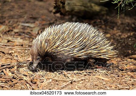 Short-beaked echidna (Tachyglossus aculeatus), adult, foraging, Mount Lofty, South Australia, Australia, Oceania View Large Photo Image Stock Image - Short-beaked echidna (Tachyglossus aculeatus), adult, foraging, Mount Lofty, South Australia, Australia, Oceania. Fotosearch
